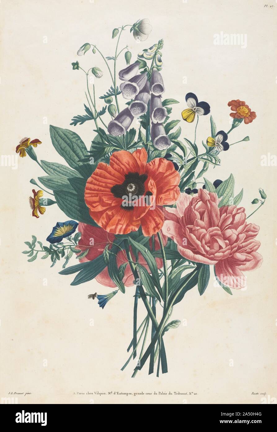 La raccolta di fiori e di frutti dipinto dopo la natura: Bouquet di Foxglove, Clematis, Pansy, peonia, papavero, e Giallo giglio di giorno, 1805. Dalla metà del XVII secolo, vi è stato un aumento di interesse nei bellissimi e piante esotiche e formale del Royal Gardens. A Fountainebleau e il museo del Louvre e i giardini erano pieni di fiori da in luoghi lontani come il Vicino Oriente, India, Est e Indie ad ovest e sud America. Nel 1735 Carlo Linneo (1707-1778) ha inventato la prima classificazione scientifica sistema per 7.700 piante. Come risultato, la precisione nonché abilità artistiche erano richiesti per le numerose portfo Foto Stock