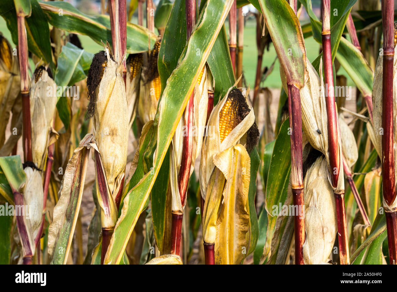 Ripe cornfield in ottobre, mangimi, Oberweser, Weser Uplands, Hesse, Germania, Europa Foto Stock