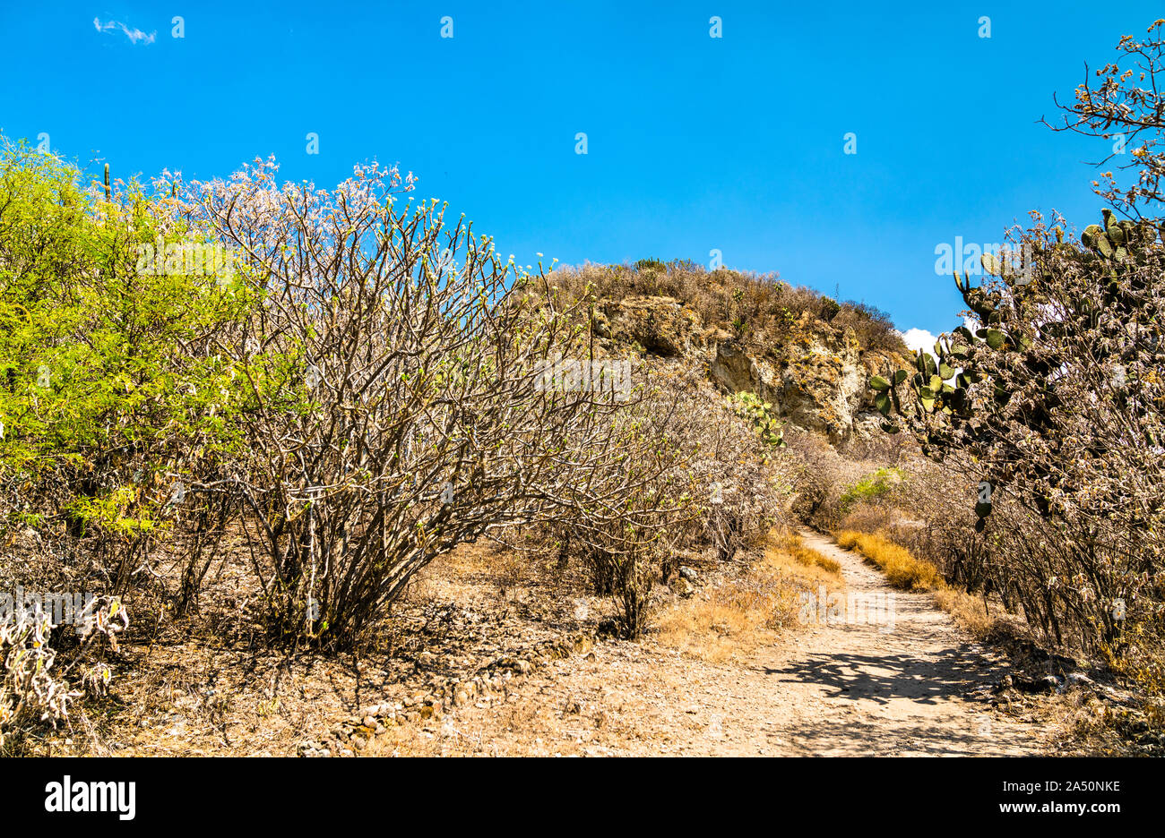 La vegetazione a Yagul sito archeologico in Messico Foto Stock