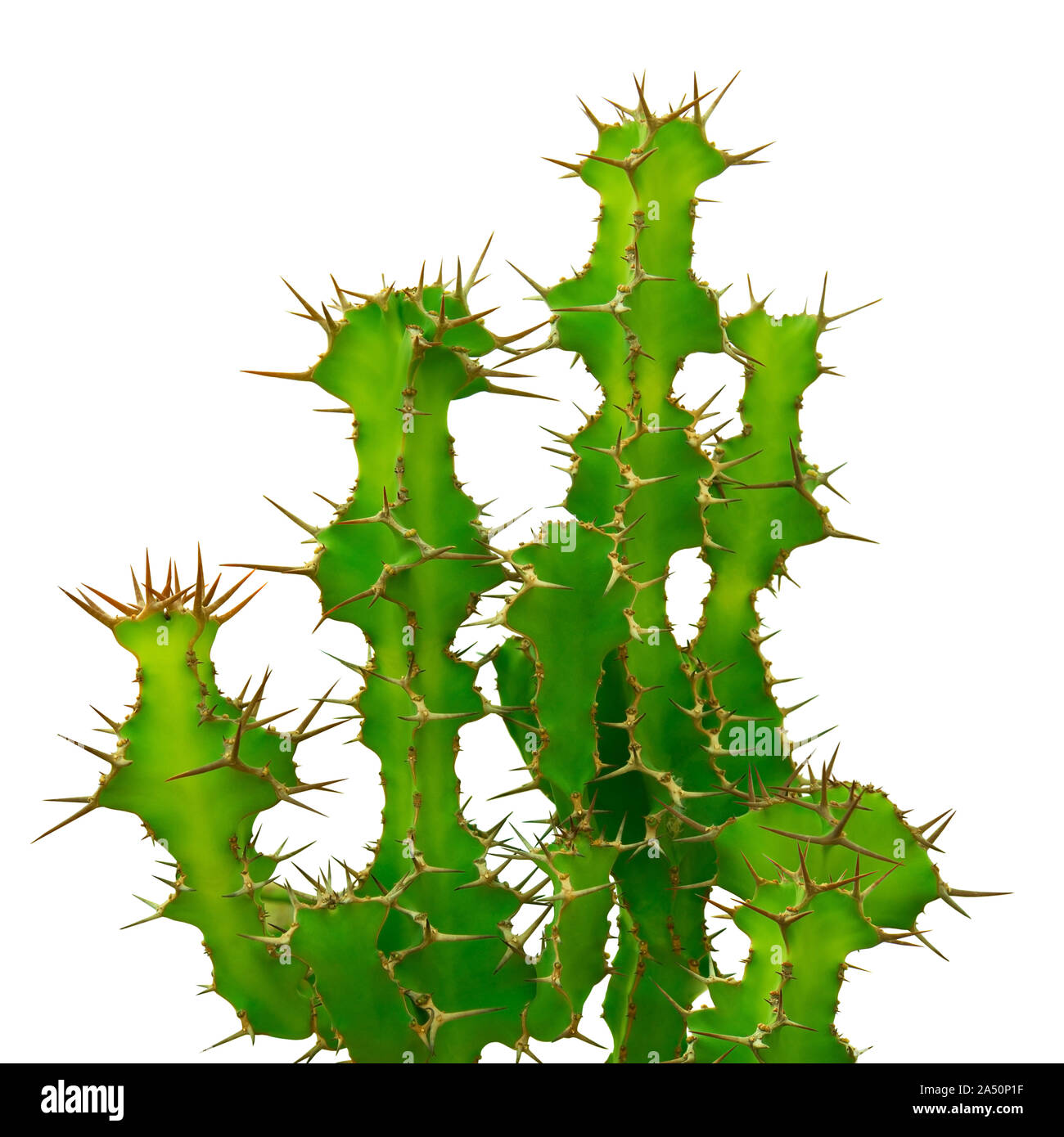 Cactus, Euphorbia grandicornis isolati su sfondo bianco Foto Stock