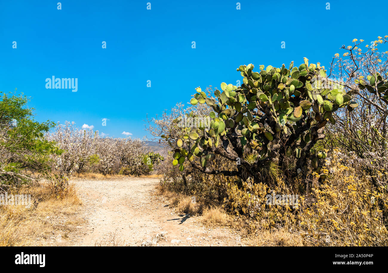 Cactus al Yagul sito archeologico in Messico Foto Stock