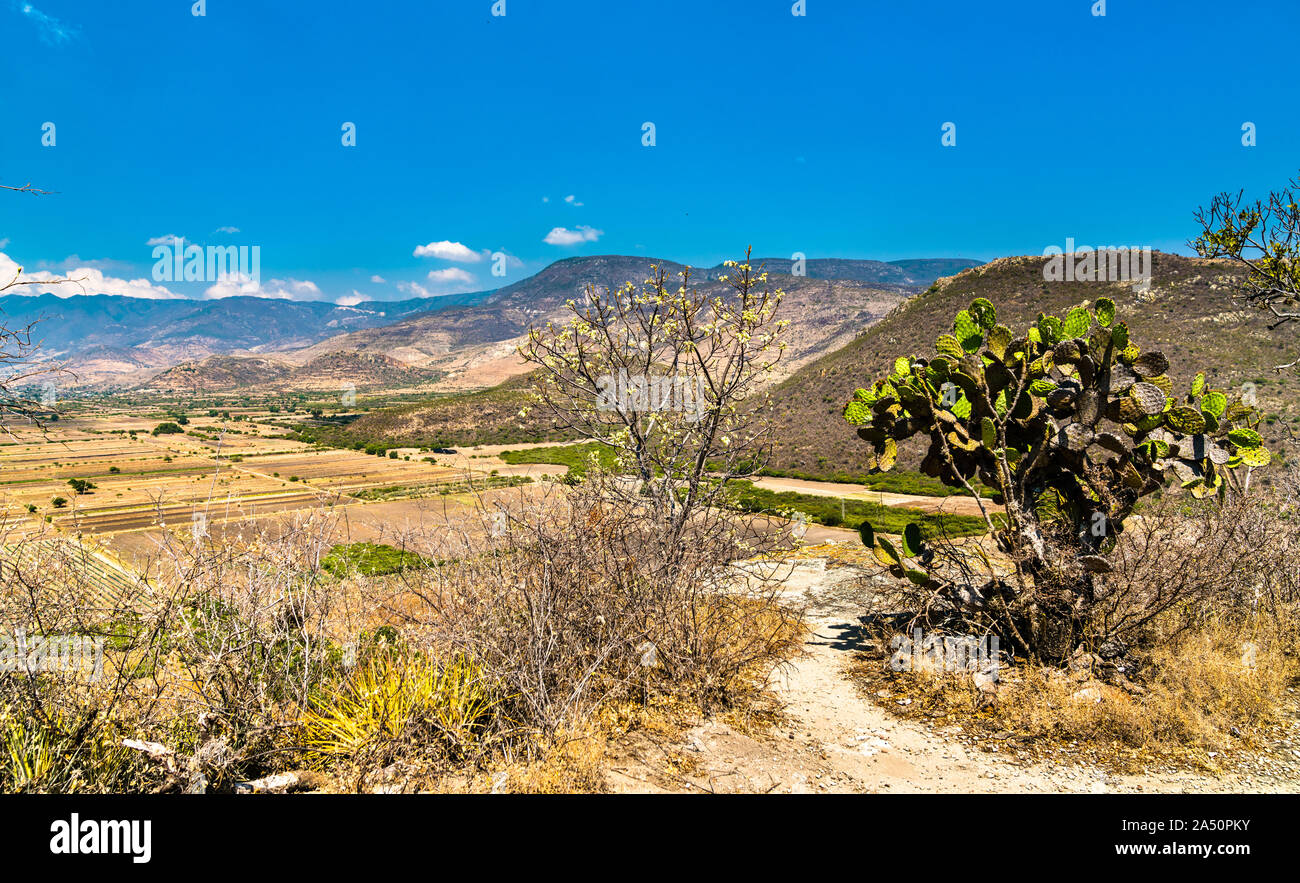 Cactus al Yagul sito archeologico in Messico Foto Stock