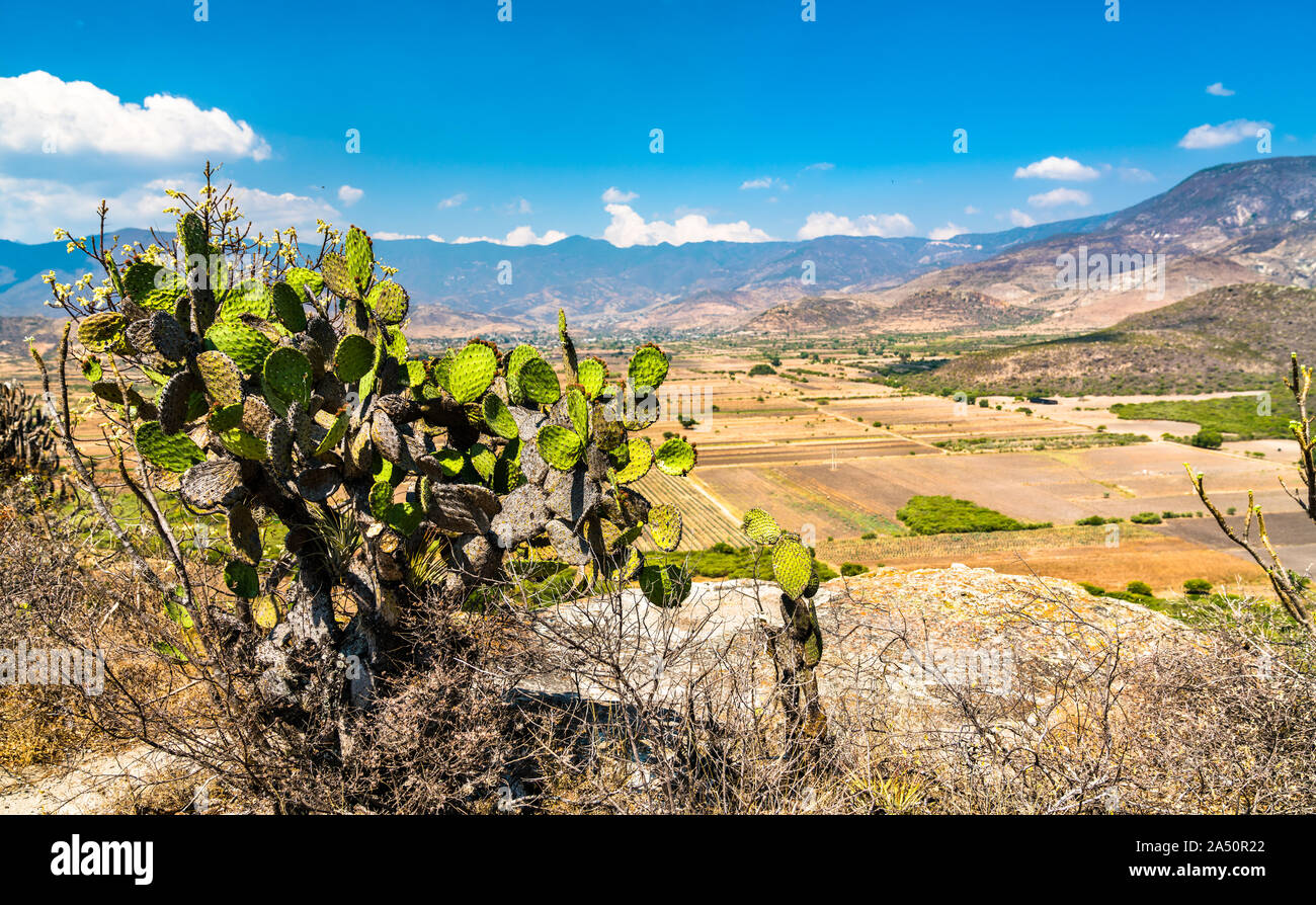 Cactus al Yagul sito archeologico in Messico Foto Stock