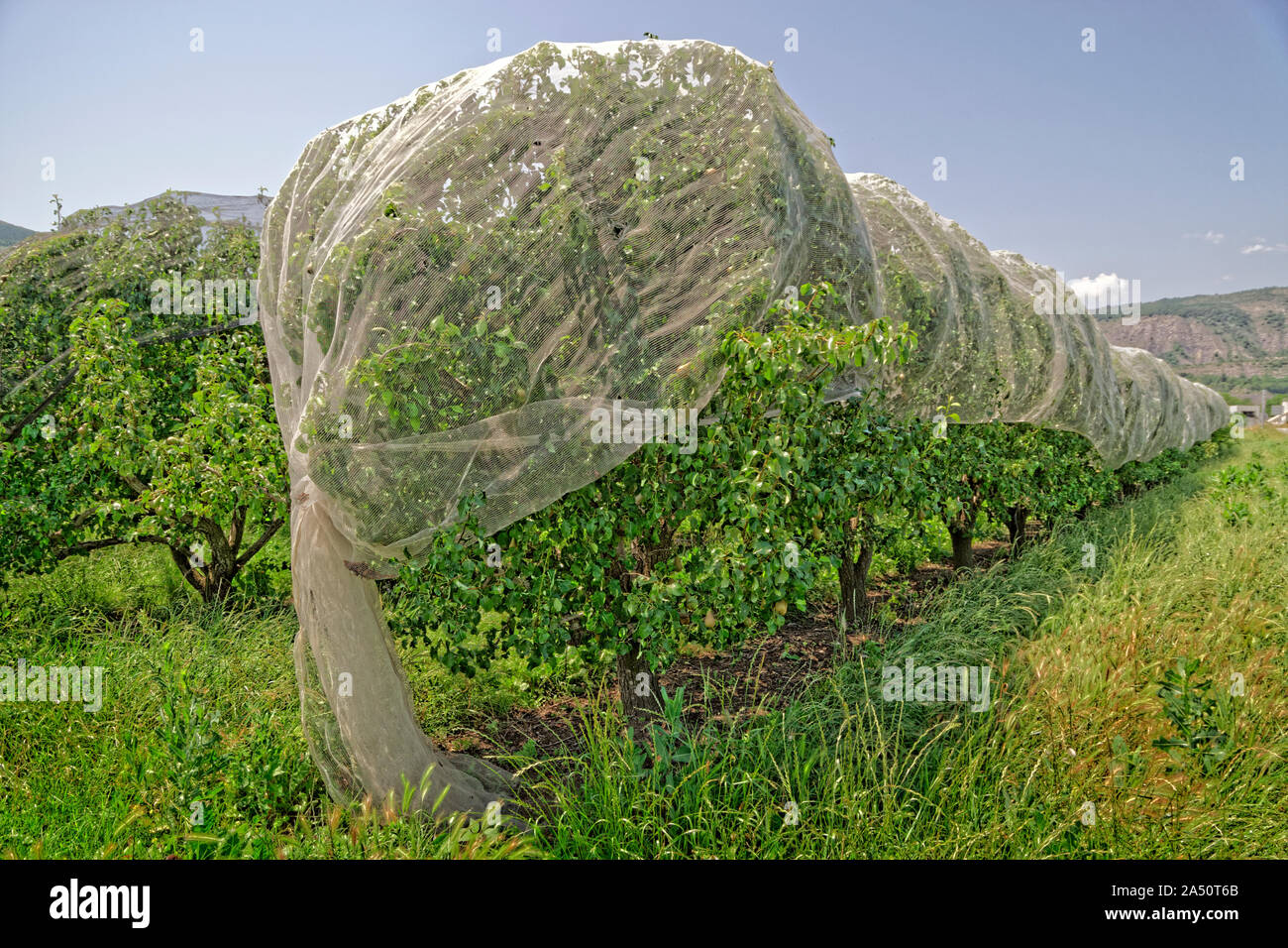 Il raccolto di frutta reti di protezione. Foto Stock