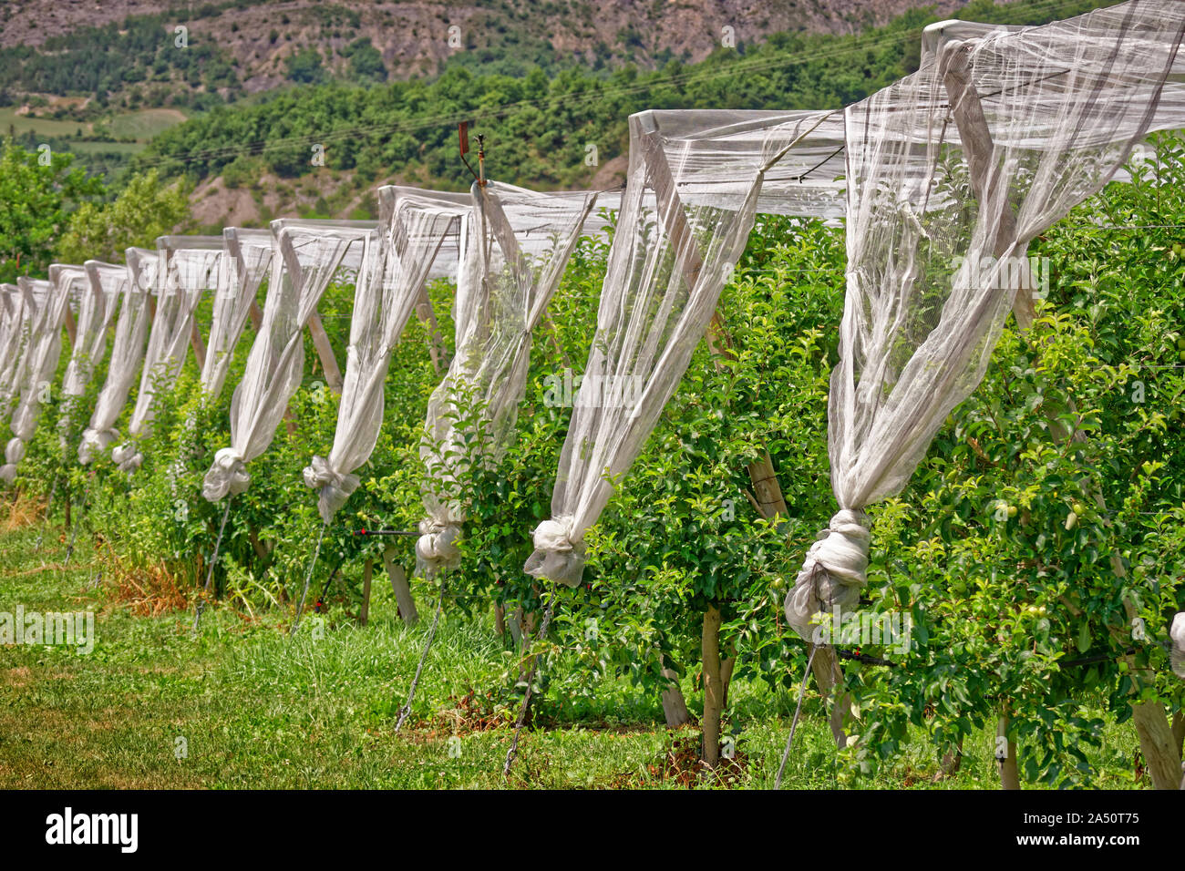Il raccolto di frutta reti di protezione. Foto Stock