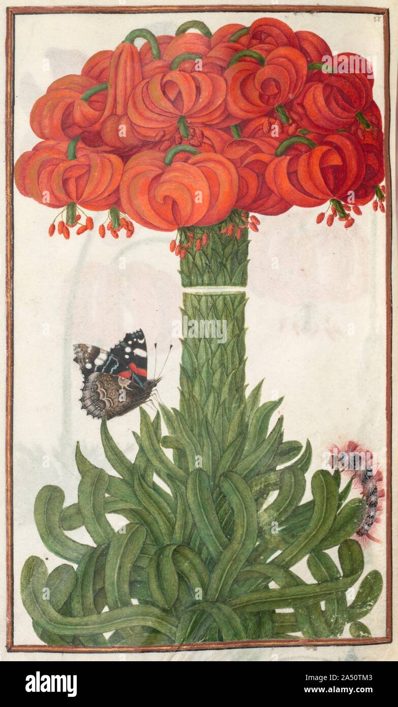 Florilegium: (pagina 18 tergo) boquet di orange gigli, 1608. Foto Stock