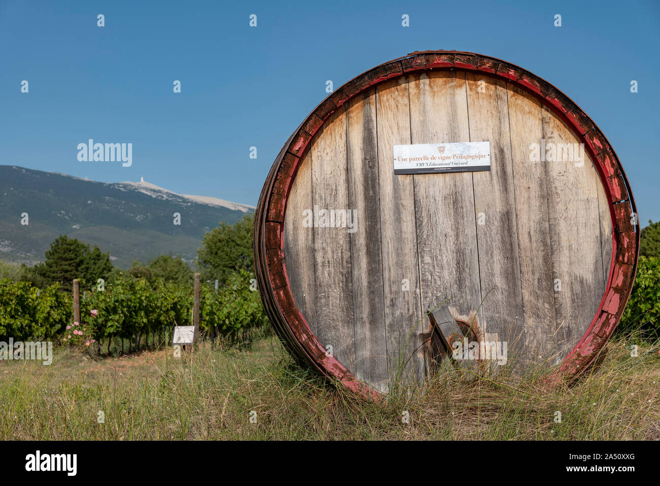 Grande botte di vino, Bedoin, cote de Ventoux, Provenza, Francia. Foto Stock