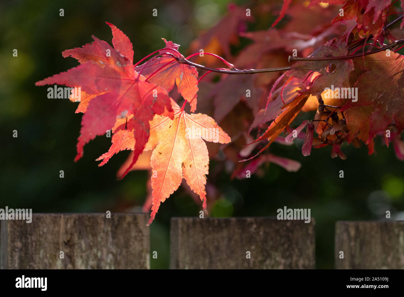 Foglie di autunno sul acer albero nel giardino del Regno Unito Foto Stock