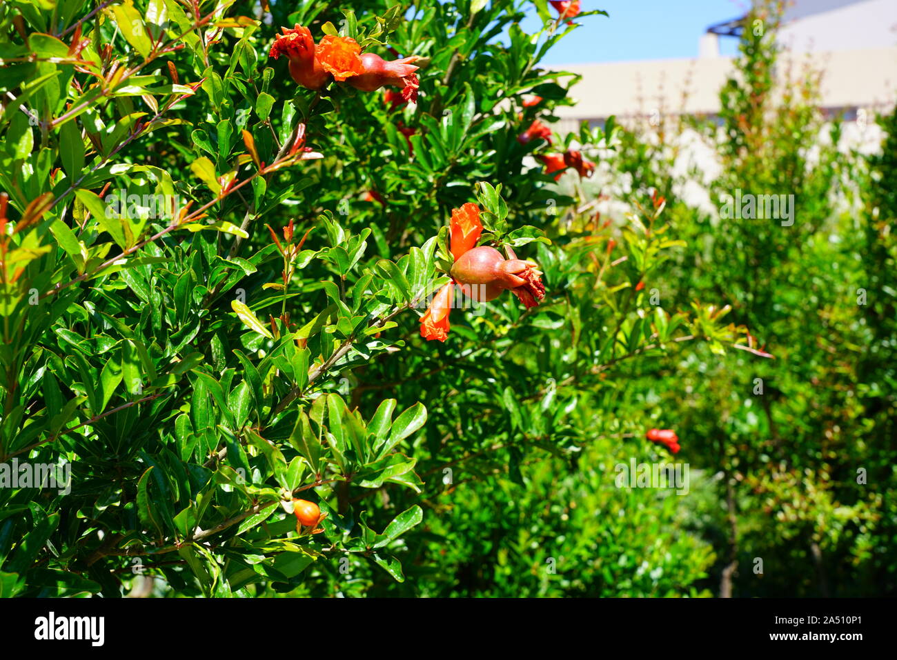 Fiori di colore rosso di melograno frutto su un albero Foto Stock