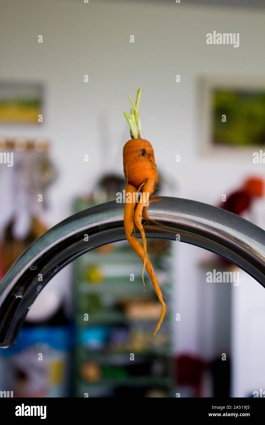Un Funny shaped arancione di radice di carota seduta sul rubinetto da cucina penzolante lungo le gambe Foto Stock
