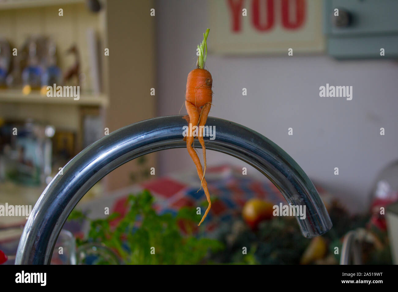 Un Funny shaped arancione di radice di carota seduta sul rubinetto da cucina penzolante lungo le gambe 2 Foto Stock