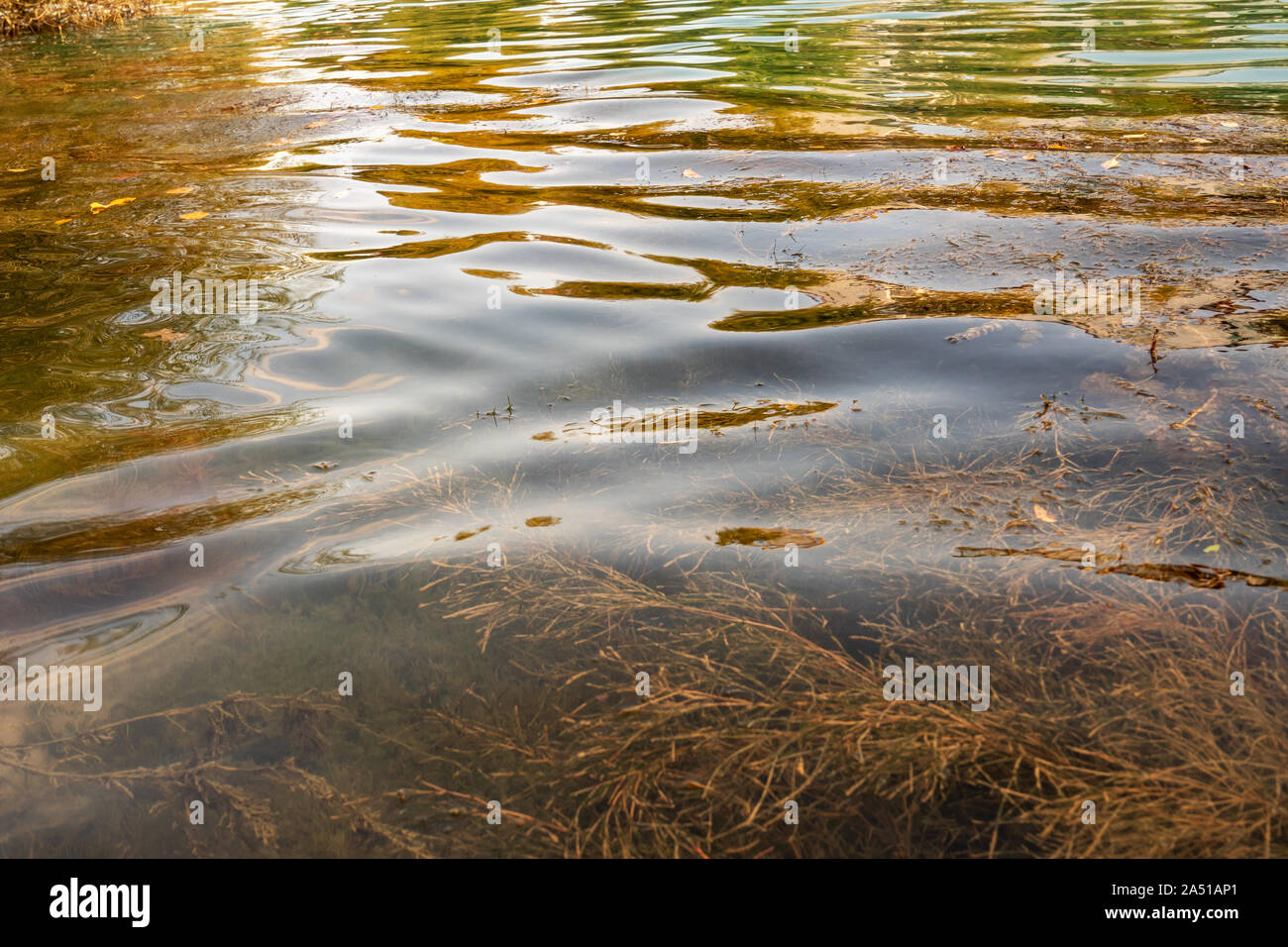Che fluisce acqua chiara in un fiume nella foresta. Foto Stock
