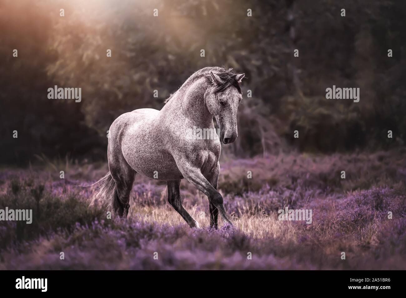 Pura Raza Española Foto Stock
