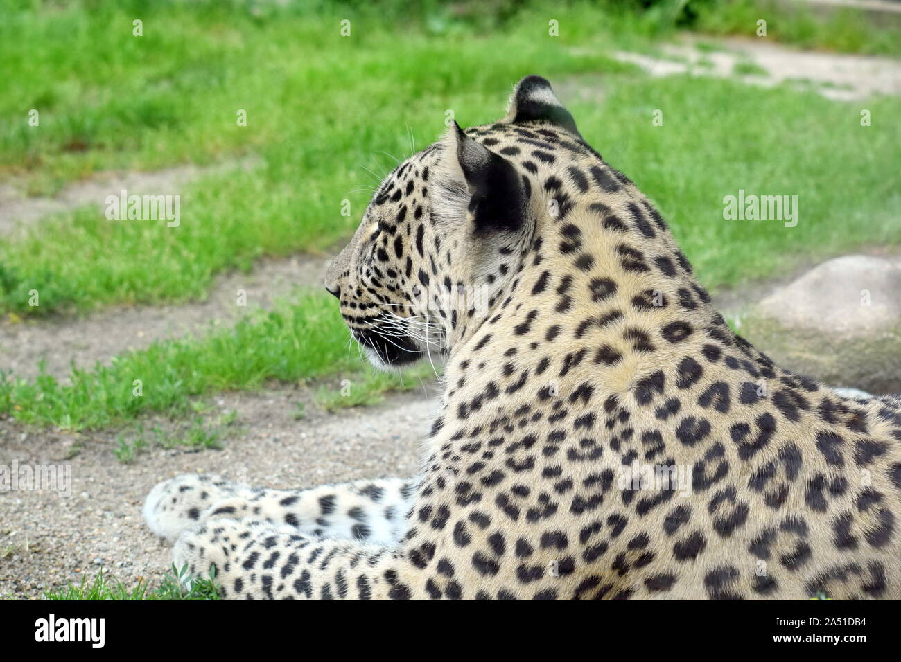 Leopardo persiano vista laterale verticale Foto Stock