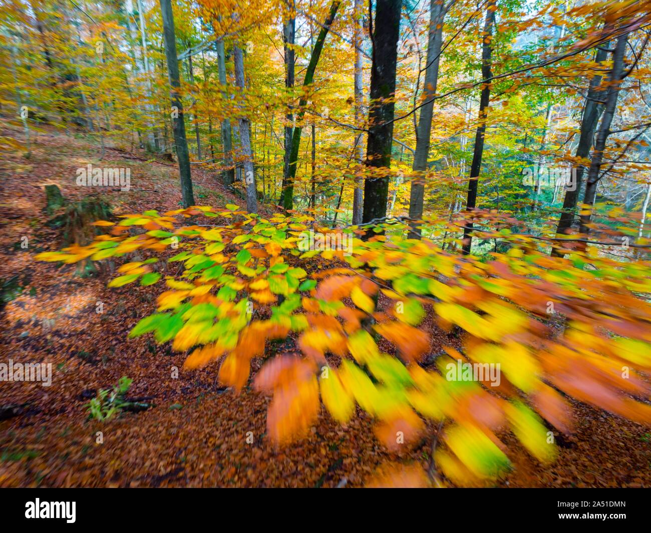Ricca di vivaci colori dell autunno cadono stagione annuale nella foresta vicino a Fuzine in Croazia movimenti come intenzionalmente parziali a immagini sfocate raffigurante la velocità Foto Stock
