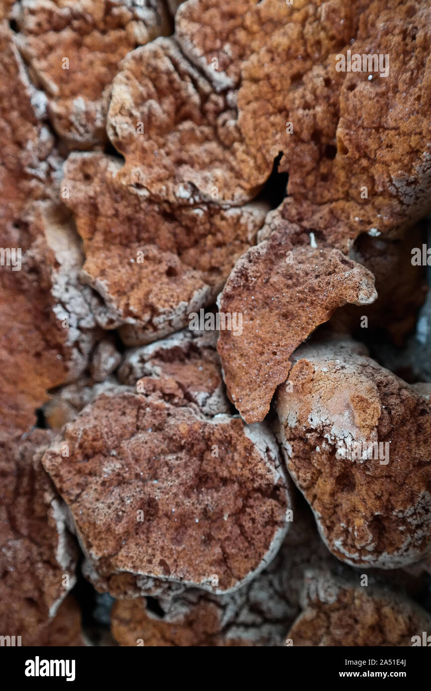 La schiuma di poliuretano, interessante coral-come texture. Colore arancio scuro. Texture interessanti. Foto Stock