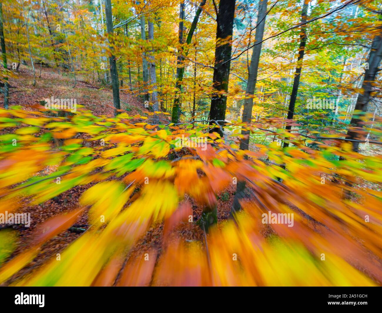 Ricca di vivaci colori dell autunno cadono stagione annuale nella foresta vicino a Fuzine in Croazia movimenti come intenzionalmente parziali a immagini sfocate raffigurante la velocità Foto Stock