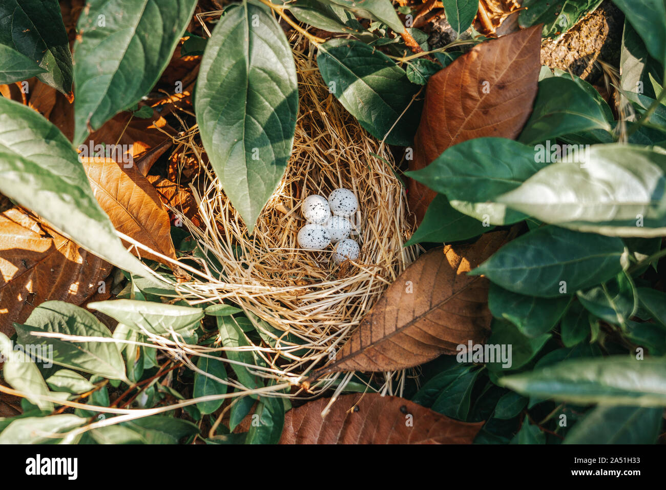 Nido di uccelli con uova nella splendida natura. Foto Stock
