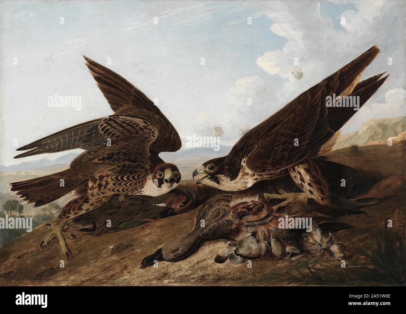 Falchi Pellegrini (falchi d'anatra), c. 1827. Combinando i suoi interessi in natura e arte, Audubon ha cercato di rappresentare ogni specie native di uccelli del Nord America poste in azione con elementi del loro habitat. I suoi sforzi hanno portato in quattro volumi di pubblicazione degli uccelli dell America, che contiene più di 435 colorate a mano incisioni dopo il suo acquerello renderings. Di tanto in tanto l'artista, talvolta con l'aiuto di assistenti, fatte le versioni di olio dei suoi acquerelli, di cui questa immagine di due falchi mangiando sulla carne fresca di anatra carcasse è uno dei primi e più particolarmente vivace esempio. Foto Stock
