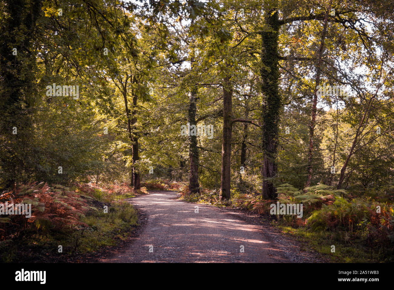 In autunno gli alberi del Royal Foresta di Dean GLOUCESTERSHIRE REGNO UNITO Foto Stock