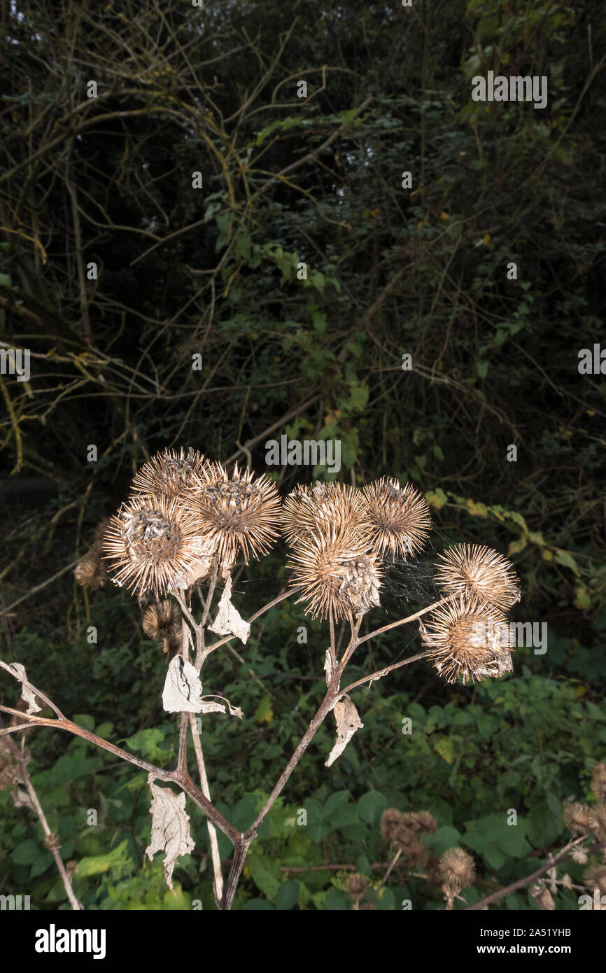 Teste di seme di bardana maggiore crescita selvaggia Foto Stock