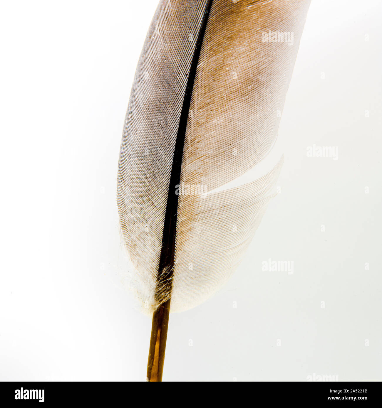 Le penne degli uccelli, close up Foto Stock