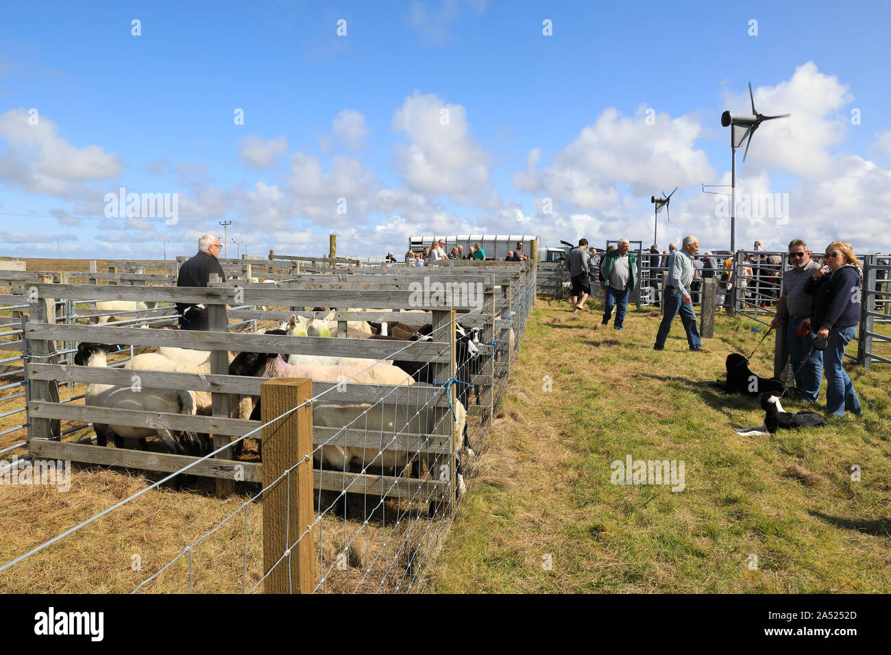 Blackface pecore presso il South Uist & Benbecula spettacolo agricolo, nelle Ebridi Esterne, Scotland, Regno Unito Foto Stock