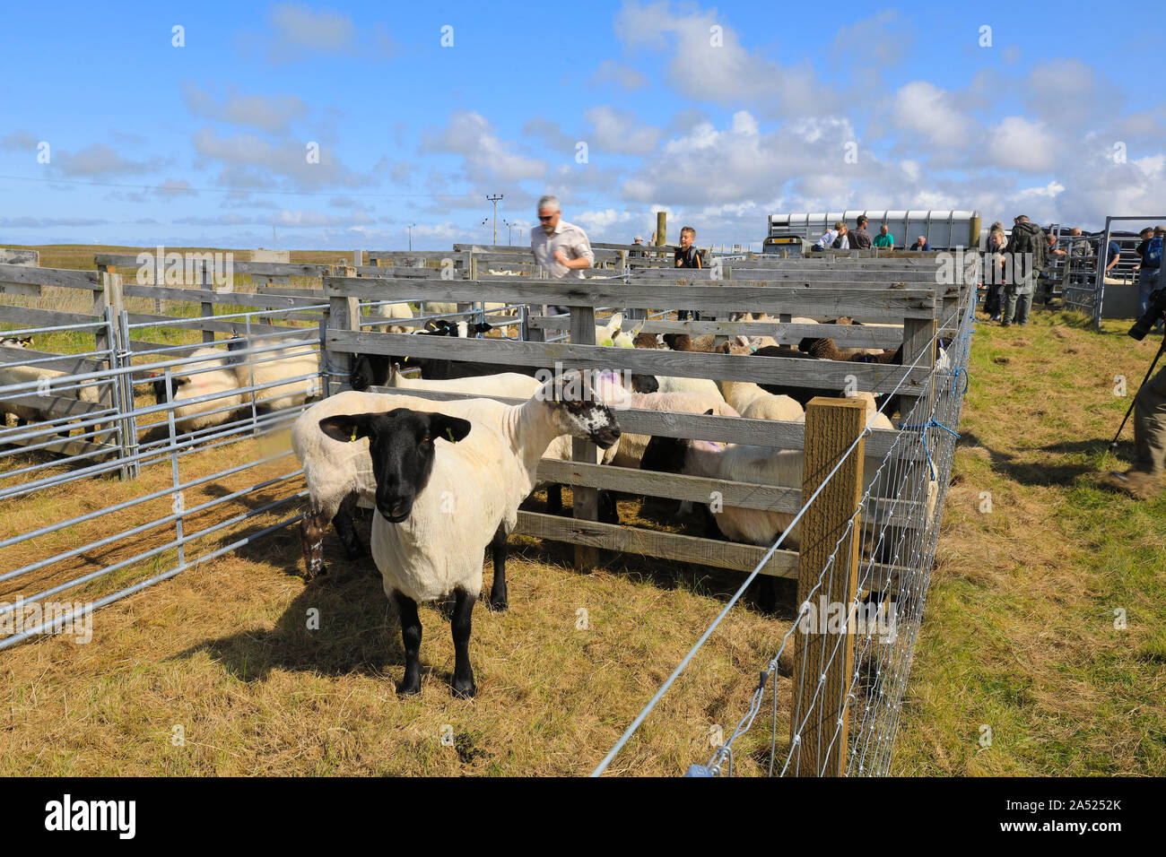 Blackface pecore presso il South Uist & Benbecula spettacolo agricolo, nelle Ebridi Esterne, Scotland, Regno Unito Foto Stock