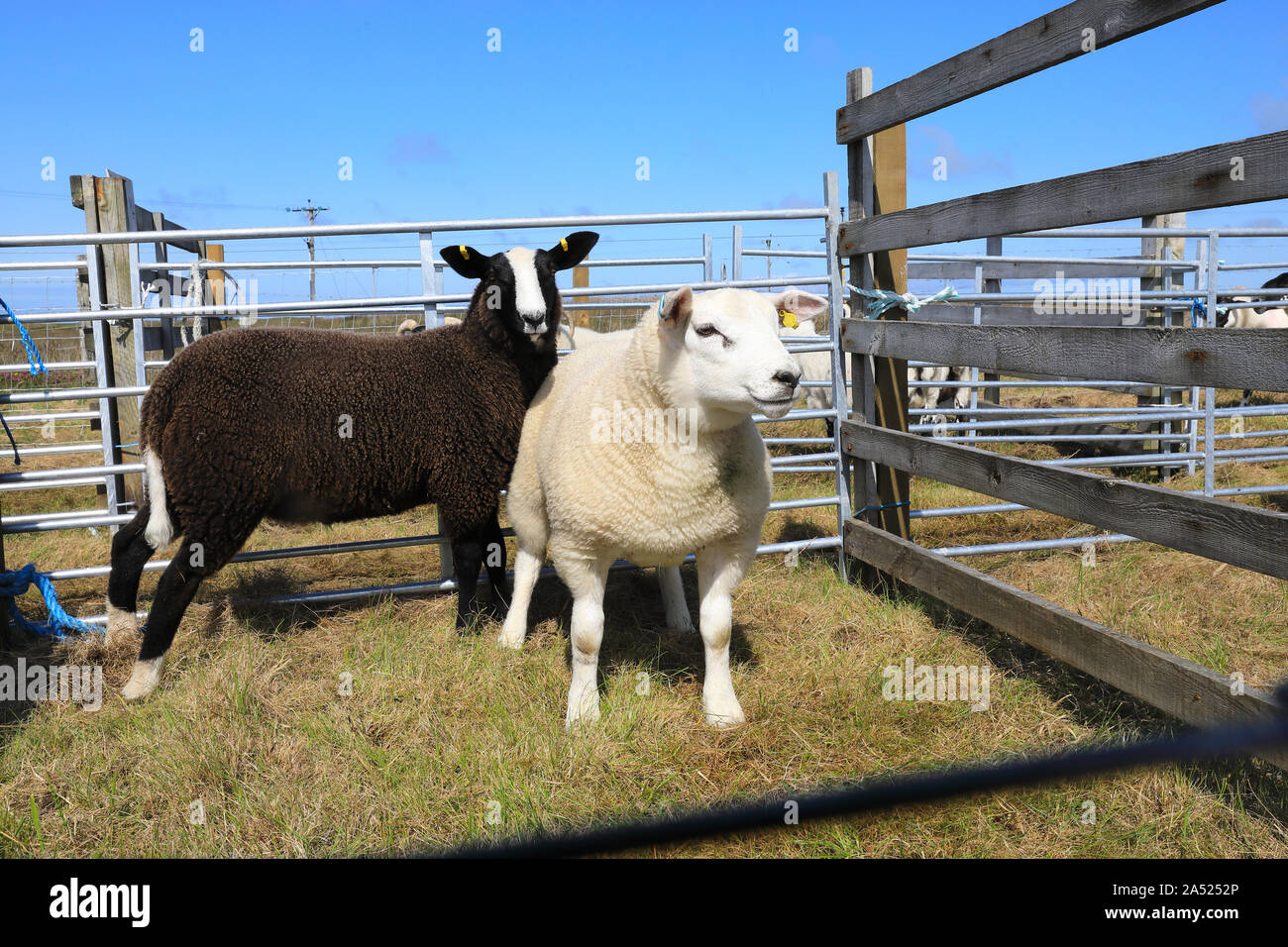 South Uist & Benbecula spettacolo agricolo, pecore a giudicare, nelle Ebridi Esterne, Scotland, Regno Unito Foto Stock
