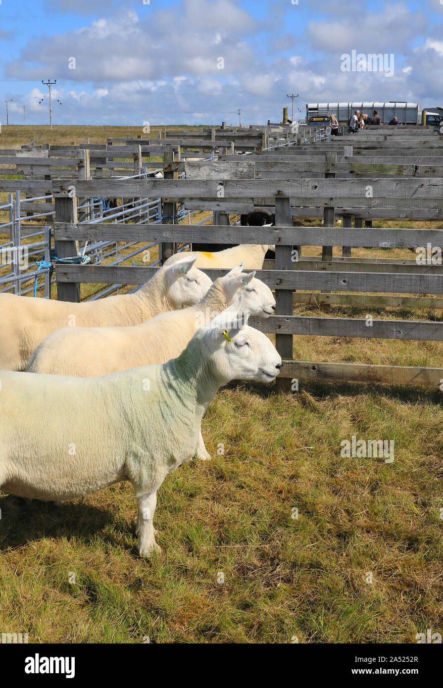 South Uist & Benbecula spettacolo agricolo, pecore a giudicare, nelle Ebridi Esterne, Scotland, Regno Unito Foto Stock