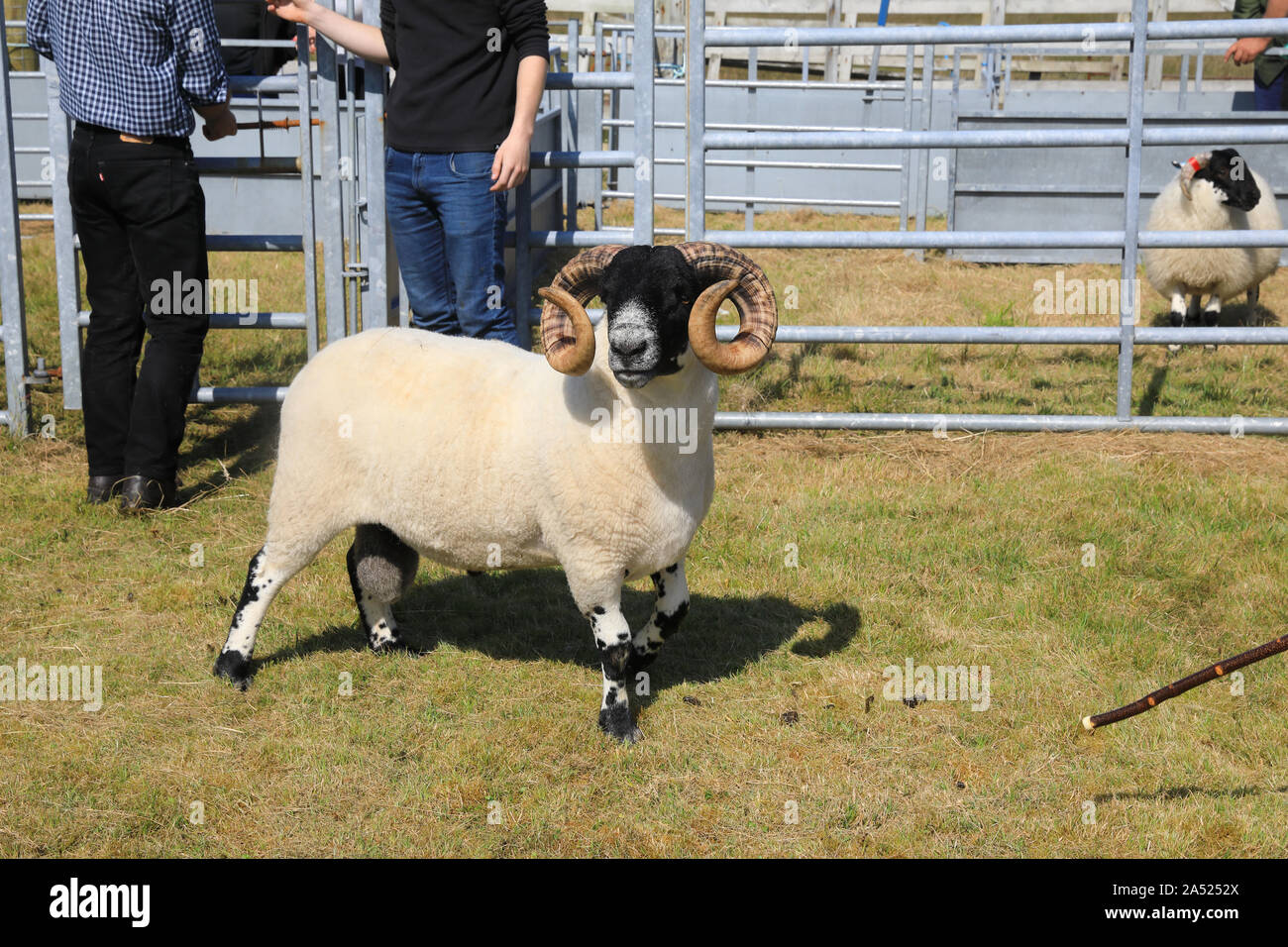 Blackface pecore presso il South Uist & Benbecula spettacolo agricolo, nelle Ebridi Esterne, Scotland, Regno Unito Foto Stock