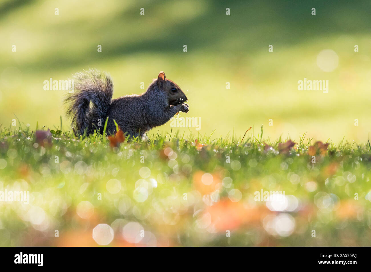 Femmina grigio orientale scoiattoli Sciurus carolinensis in autunno Foto Stock