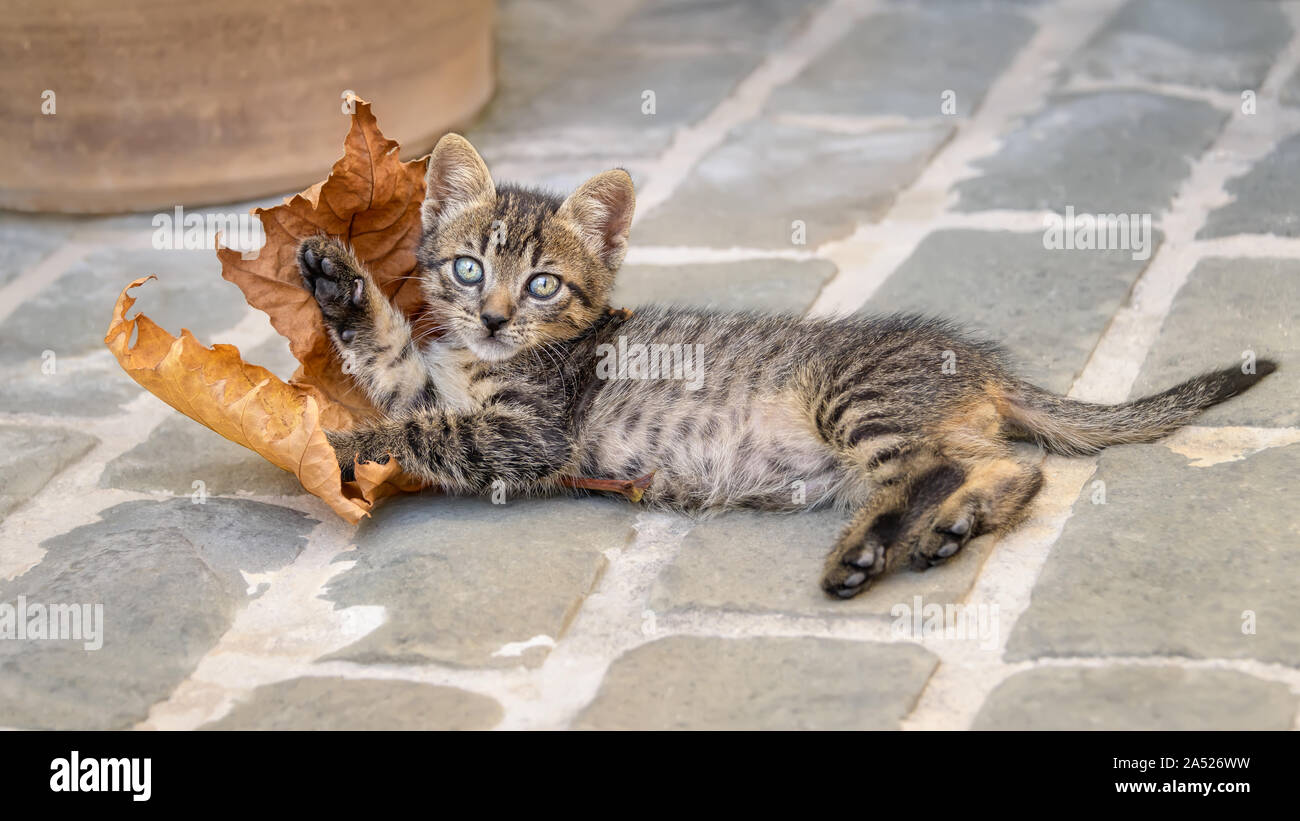 Carino brown tabby gattino sdraiato sul terreno pietroso e giocando con una secca Platanus foglia, Creta, Grecia Foto Stock