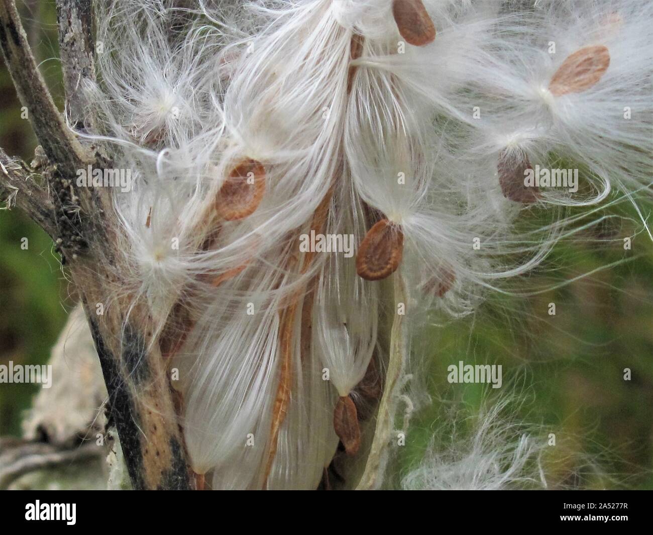 Primo piano di uno scoppio milkweed seed pods Foto Stock