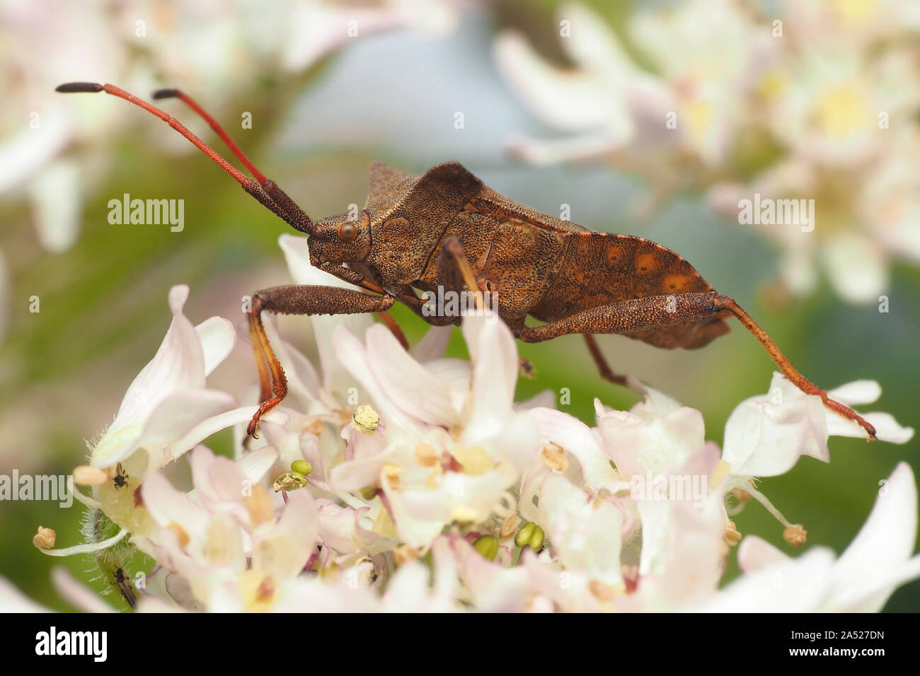 Dock Bug (Coreus marginatus) arroccato su umbellifer fiore. Tipperary, Irlanda Foto Stock