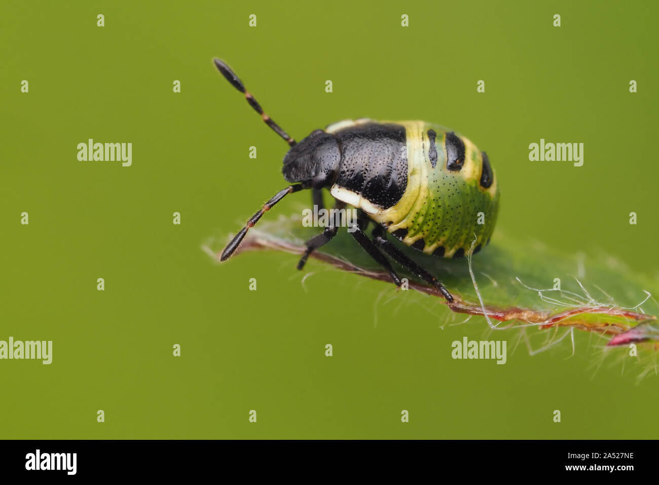 Green Shieldbug seconda ninfa instar (Palomena prasina) in appoggio sul bordo della foglia di pianta. Tipperary, Irlanda Foto Stock