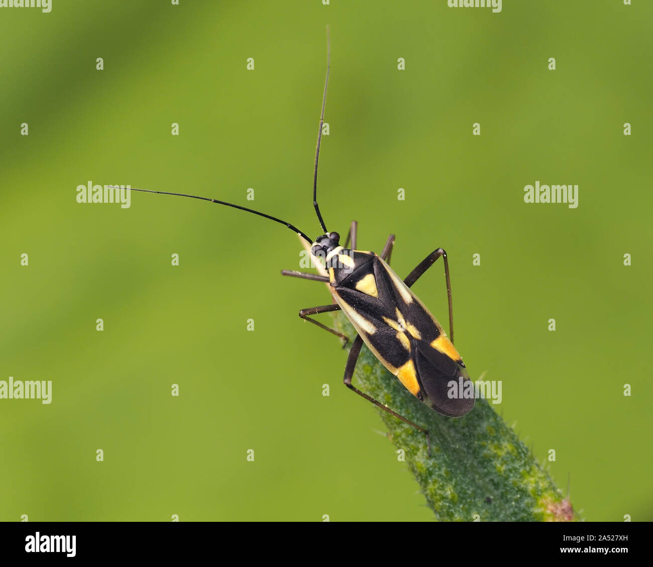 Grypocoris stysi mirid bug arroccato su thistle foglia. Tipperary, Irlanda Foto Stock