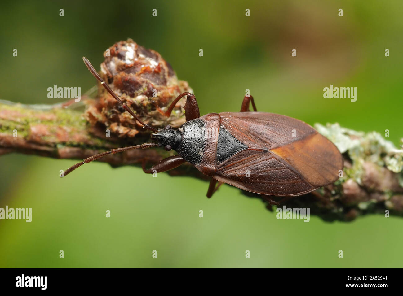Pigna Bug (Gastrodes grossipes) appollaiato sul larice filiale. Tipperary, Irlanda Foto Stock