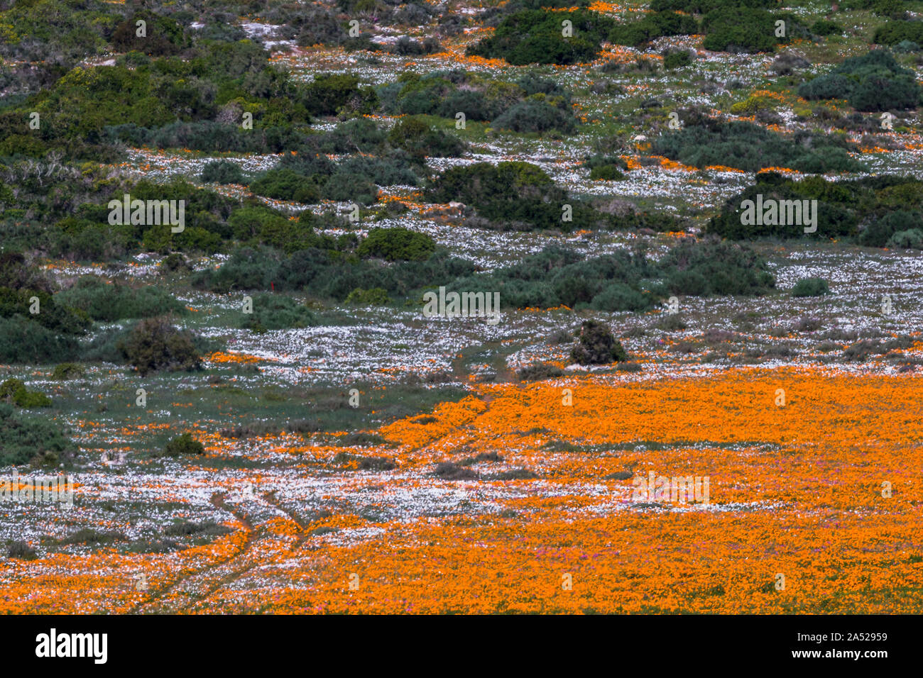 Fiore di primavera tappeti, Postberg sezione, West Coast National Patk, Sud Africa Foto Stock