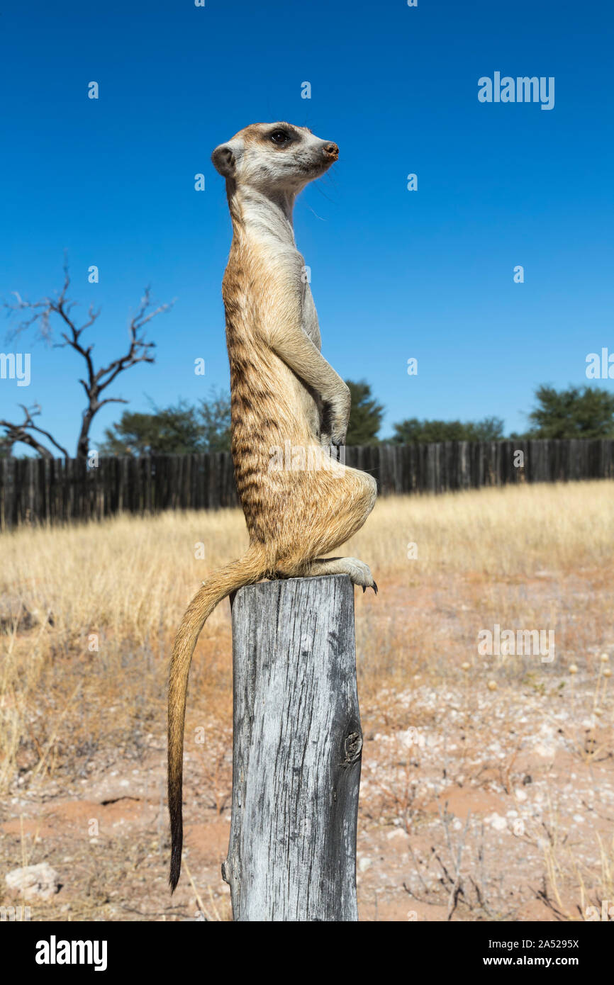 Meerkat (Suricata suricatta) sentry, Kgalagadi Parco transfrontaliero, Northern Cape, Sud Africa, Foto Stock