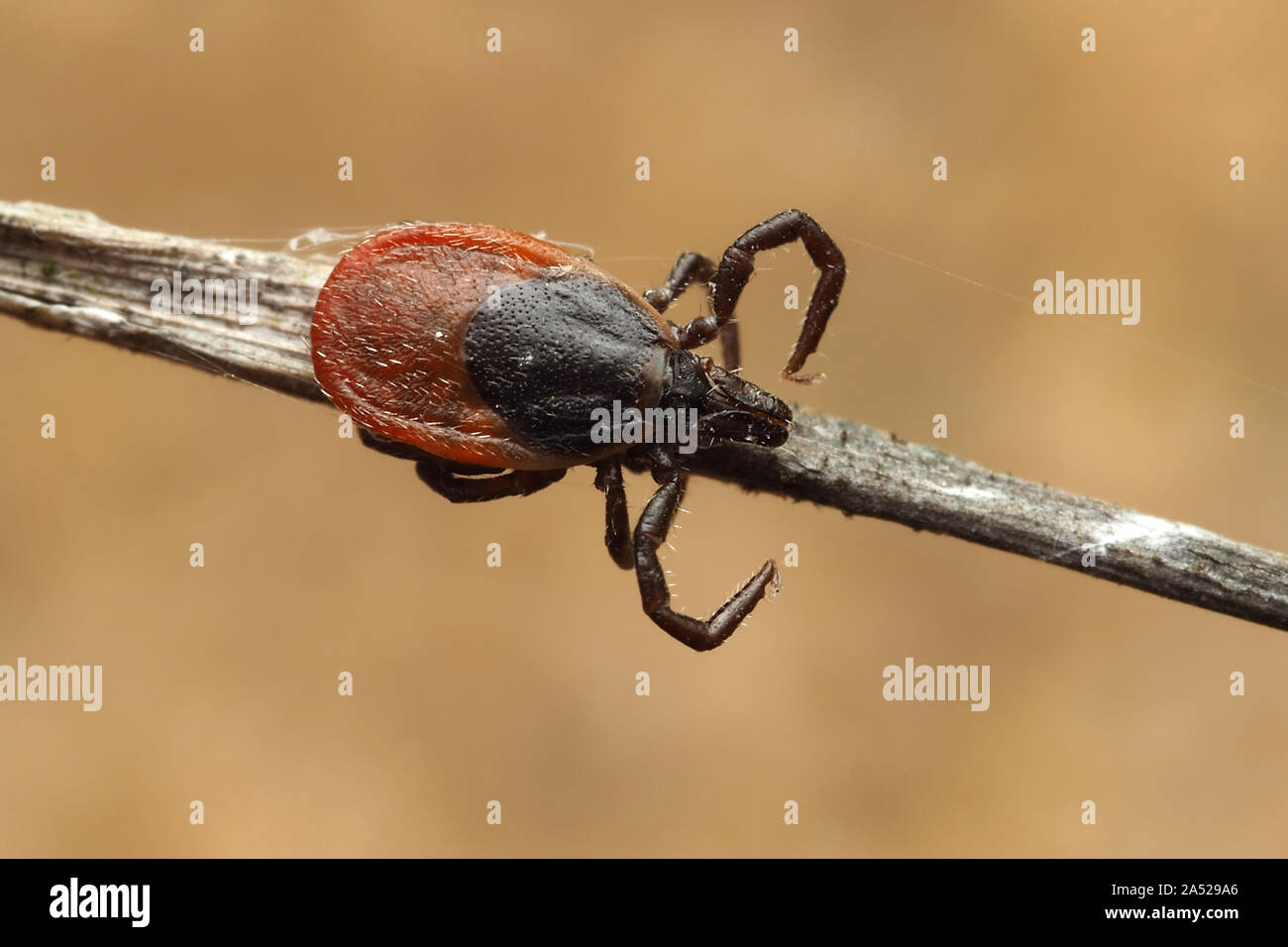 Pecore tick o Deer tick (Ixodes ricinus) strisciando lungo il gambo di pianta. Tipperary, Irlanda Foto Stock