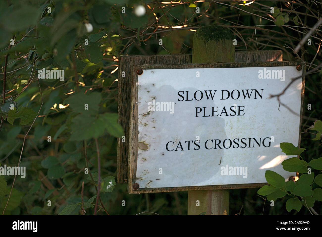 Segno stravagante 'Sgiù verso il basso si prega, gatti crossing', Huckers Lane, Selborne, Hampshire, Regno Unito Foto Stock