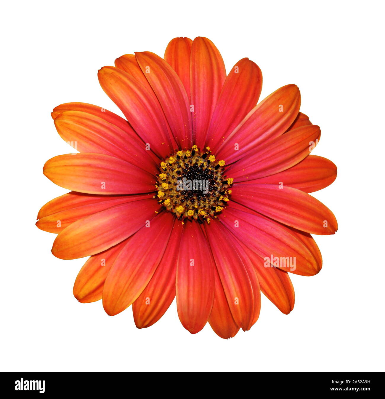 Close-up di Cape daisy, petali, stami, corolla. Sfondo bianco. Foto Stock