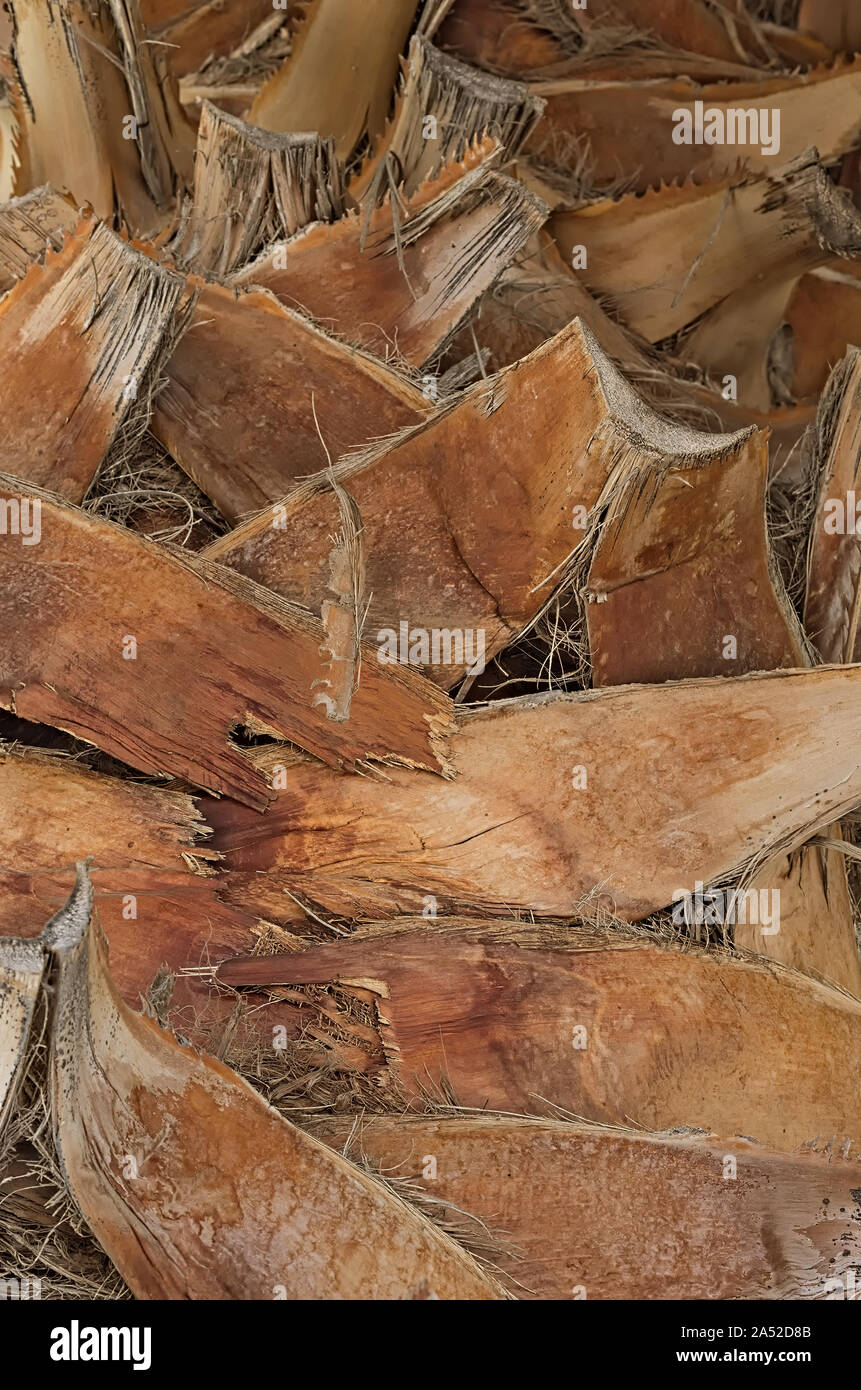 Close up della corteccia di un albero di palma Foto Stock