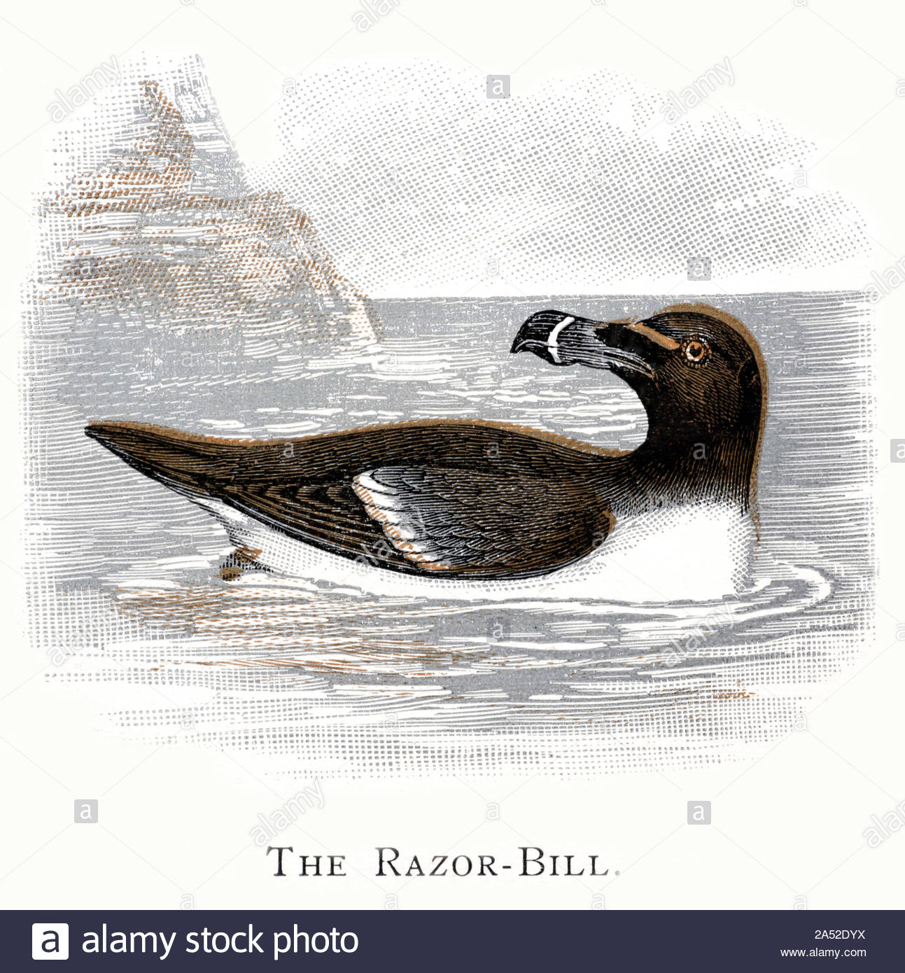 Razorbill (Alca torda), Illustrazione vintage pubblicato in 1898 Foto Stock
