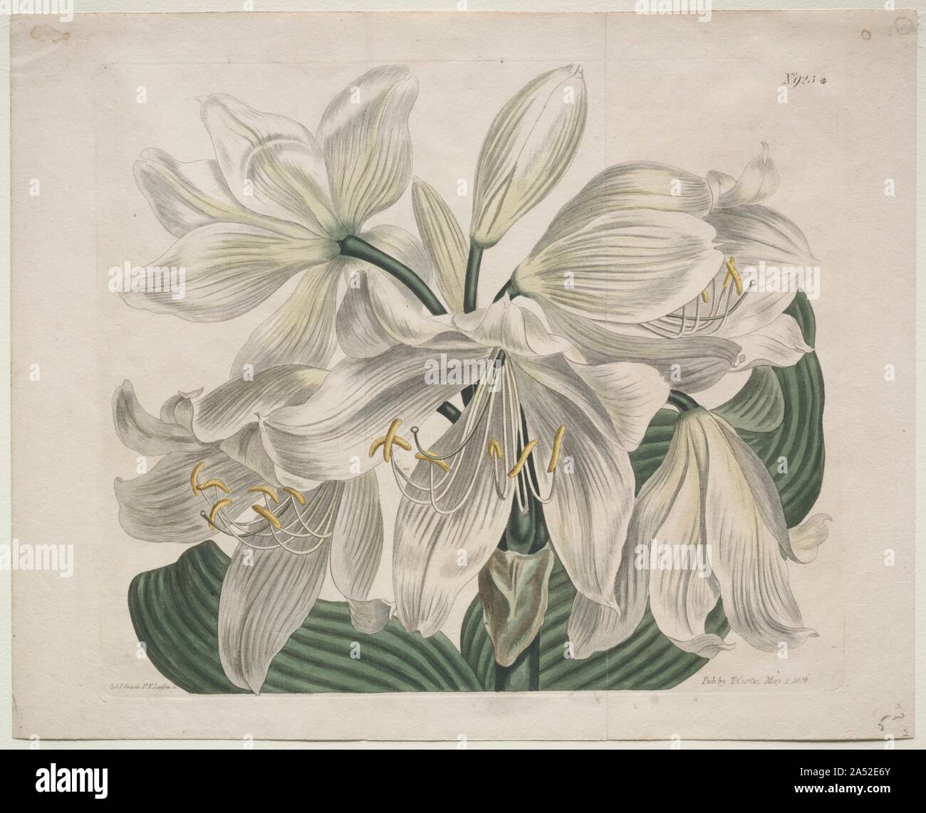 La rivista botanico o Flower Garden visualizzati: Bianco - Cape Coast Lily, 1806. In Inghilterra è stata centrale riguarda botanico nel XVIII secolo. Per esempio, Kew Gardens è stata fondata nel 1721 e divenne un importante istituzione per la conoscenza di piante provenienti da ogni continente. Interesse per il giardinaggio portato William Curtis a fondare la rivista specializzata rivista botanico: o Flower Garden visualizzato nel 1787. Curtis volto "per illustrare e descrivere il più ornamentali piante flowering incluse informazioni sulla loro coltivazione e illustrazioni tratte da piante vive e colorate come vicino a natu Foto Stock