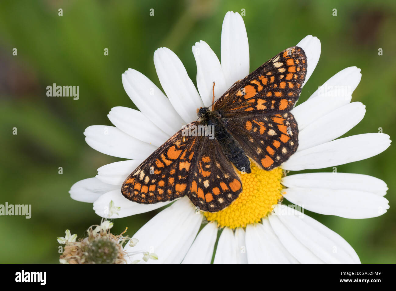 Maivogel, Kleiner Maivogel, Eschen-Scheckenfalter, Eschenscheckenfalter, Euphydryas maturna, Hypodryas maturna, maturità Euphydryas, scarse fritillary, Foto Stock