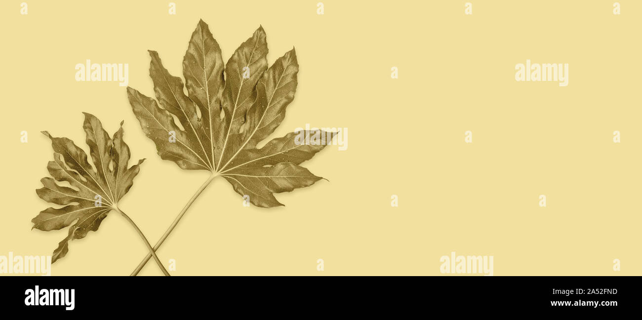 Piatto Banner laici di foglie tropicali con gocce di pioggia su sfondo giallo. in stile retrò. Spazio di copia Foto Stock