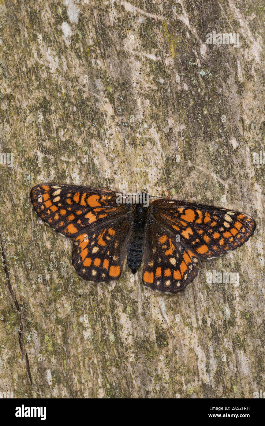 Maivogel, Kleiner Maivogel, Eschen-Scheckenfalter, Eschenscheckenfalter, Euphydryas maturna, Hypodryas maturna, maturità Euphydryas, scarse fritillary, Foto Stock