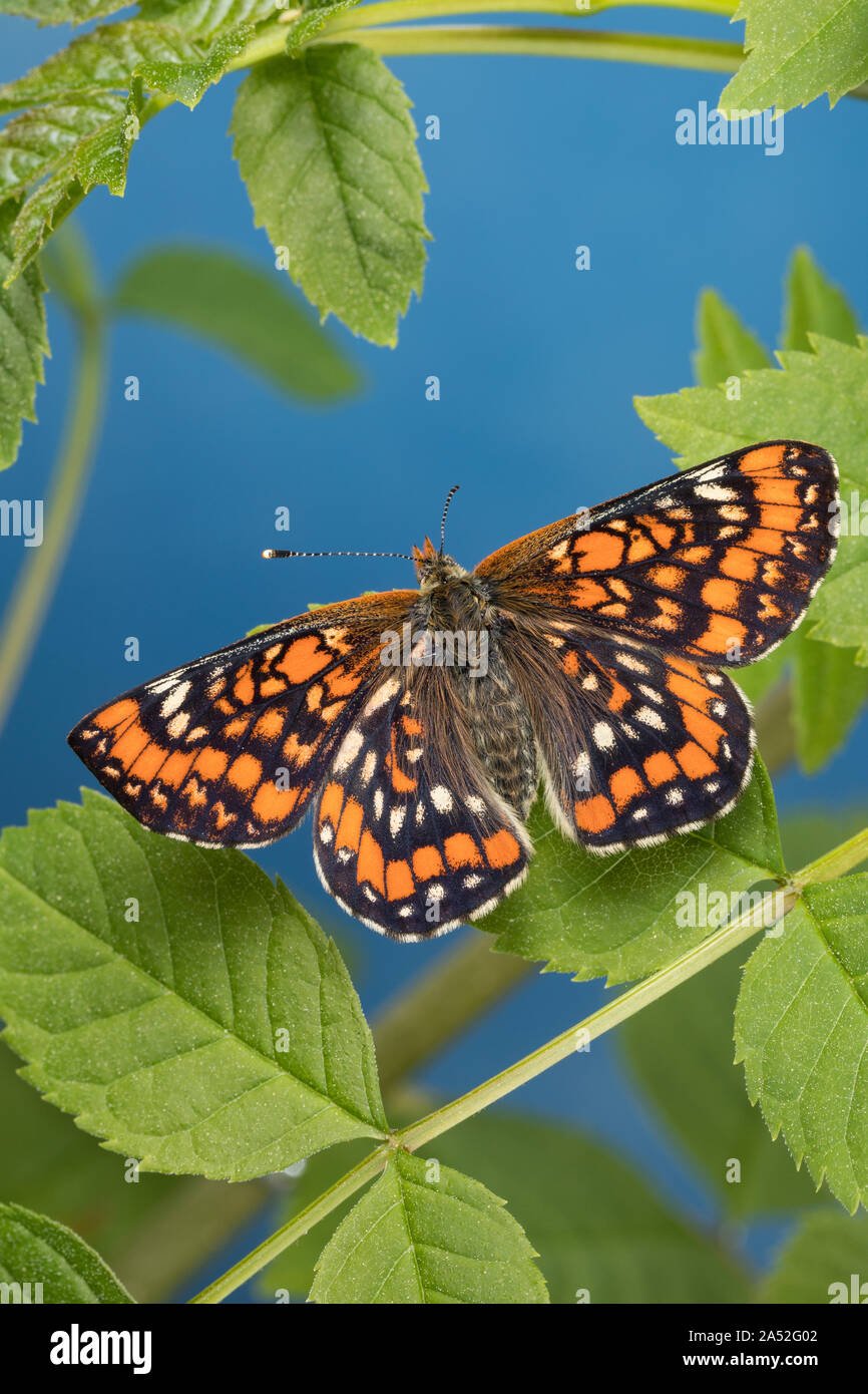 Maivogel, Kleiner Maivogel, Eschen-Scheckenfalter, Eschenscheckenfalter, Euphydryas maturna, Hypodryas maturna, maturità Euphydryas, scarse fritillary, Foto Stock